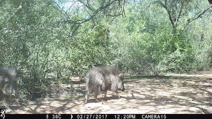 El quilimero es una de las tres especies de pecarí en el mundo; es endémico del bosque chaqueño