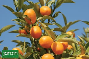 Descubrí la fruta rica en vitamina C que podés cultivar aunque no tengas espacio
