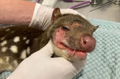 El quoll apareció con sarna, por lo que fue tratado por un equipo de veterinarios