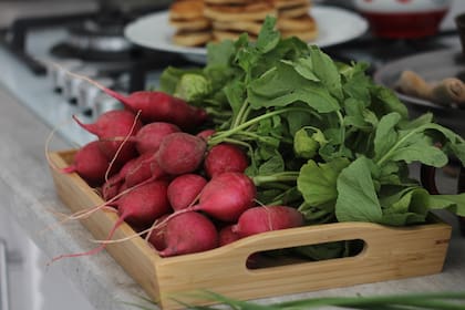 El rábano pertenece a la familia crucífera y es rico en vitamina C, antioxidantes y fibra