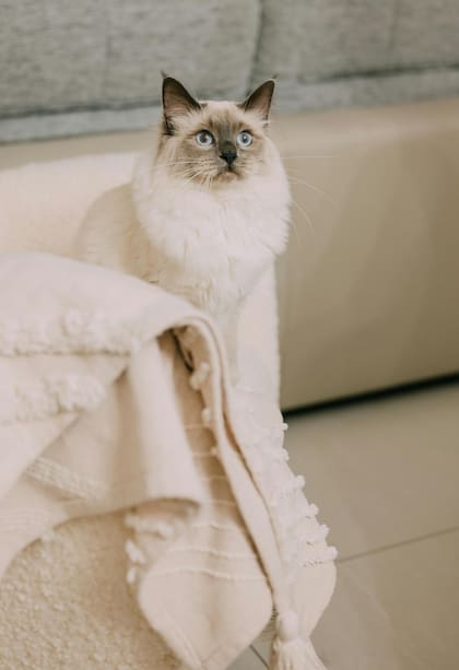 El ragdoll es un gato grande y robusto, con pelaje semilargo y sedoso, y un patrón de color distintivo en orejas, rostro, patas y cola
