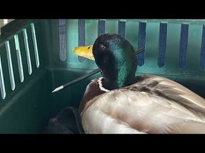 El rápido accionar de la niña salvó al pato