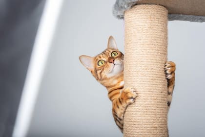 El rascador, un aliado de los gatos para liberar energías