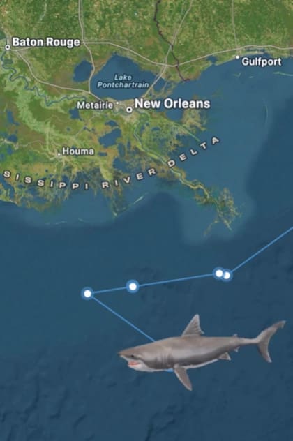 El rastreo del animal permite generar datos científicos muy valiosos (Foto: @ocearch)