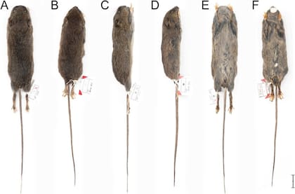 El ratón andino de Otavalo presenta un pelaje “fino, denso y suave” que cubre su cuerpo (Imagen de Vertebrate Zoology)