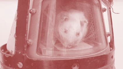 El ratón Belisario fue el primer ser vivo argentino en viajar en cohete.