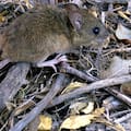 Suben un 50% los casos de hantavirus en la provincia de Buenos Aires y ya hay 7 muertos en lo que va del año