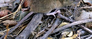 Suben un 50% los casos de hantavirus en la provincia de Buenos Aires y ya hay 7 muertos en lo que va del año