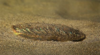 El ratón de mar cuenta con filamentos que cambian de color para advertir a los depredadores