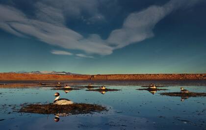 El reciente avistamiento se vio en las lagunas “El Cervecero” y “La Soñada”, situadas al sur de la Meseta del Lago Buenos Aires (Foto: Darío Podestá)