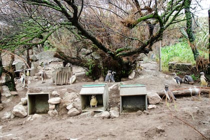 El recinto para la recuperación de pingüinos