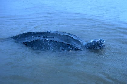 El recorrido de estas tortugas arranca en Gabón y aparecen en el Río de La Plata en busca de medusas