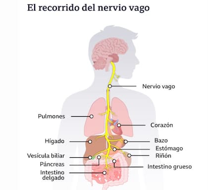 El nervio vago es una abreviatura de miles de fibras que están organizados en dos haces que se extienden desde el tronco encefálico hacia abajo 