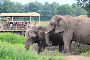 El recorrido Safari Off-Road Adventure permite ver de cerca leones, jirafas, tigres y rinocerontes blancos en un entorno natural