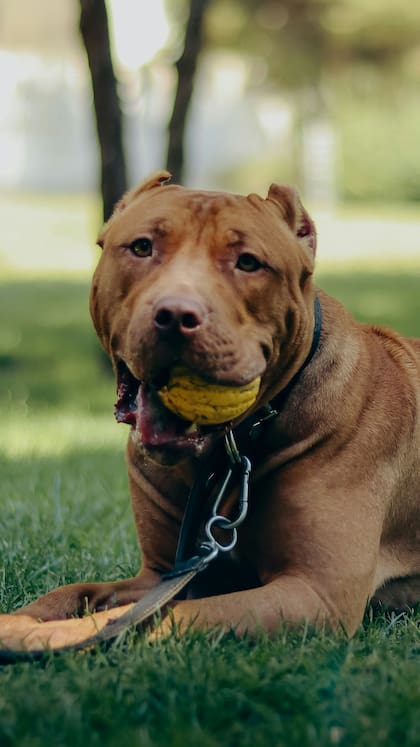 El Red nose pitbull es proveniente de Irlanda