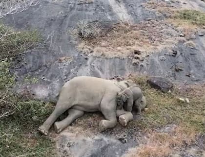 El reencuentro emotivo entre una madre elefante y su cría