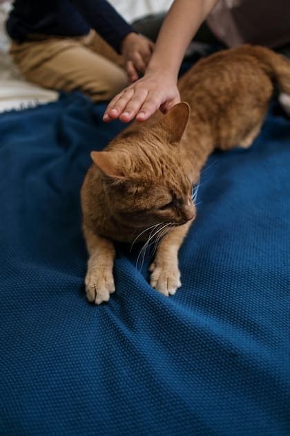 El refuerzo positivo, como caricias y premios, fomenta su comportamiento protector