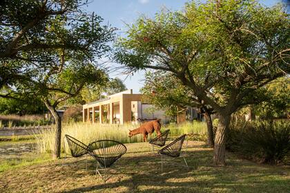 El refugio de las tardes de verano. Bajo los ceibos, las disputas de los colibríes, algún nido de benteveos y en la calma del agua las nymphaeas se iluminan con los juncos albinos (Scirpus lacustris ‘Albescens’).