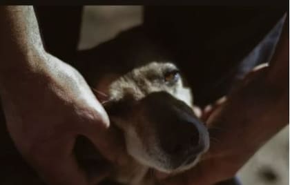 El refugio El Edén de los Rescatados alberga a más de 100 perros