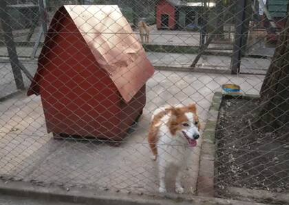 El refugio El Palomar fue creado gracias al trabajo de voluntarios y vecinos