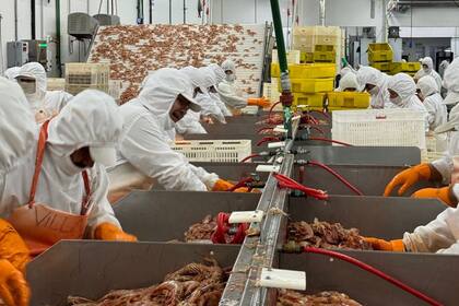 El régimen federal pesquero es uno de los puntos clave del agro en el proyecto de la ley ómnibus