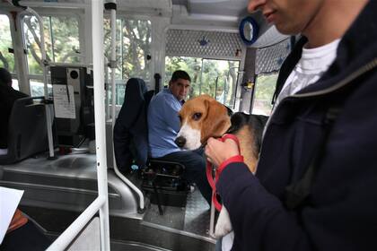 El regreso a casa no fue sencillo; ningún colectivo quiso llevarlo