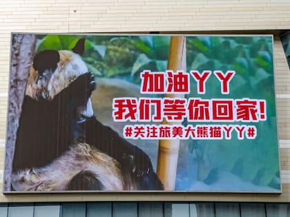 El regreso de Ya Ya a China generó tanto interés que se vieron vallas como esta, en Zhengzhou, región de Henan