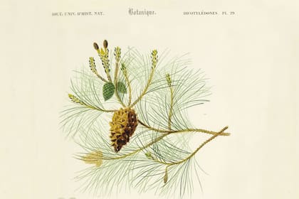 El reino vegetal comprende unas 350.000 especies, que se clasifican por su morfología, es decir, las características de sus frutos, flores, hojas, raíces y tallos.