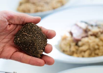 El relato gastronómico de Puchero se apoya en una visita a Trufa del Nuevo Mundo y recorre la trufa negra desde su origen hasta el plato.