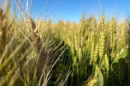 El relevamiento también analizó la calidad del grano