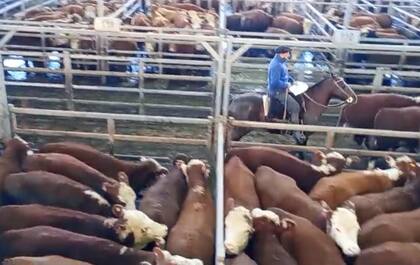 El remate especial de la raza Hereford en el MAG