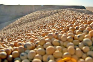 China espera una drástica reducción en su demanda de soja