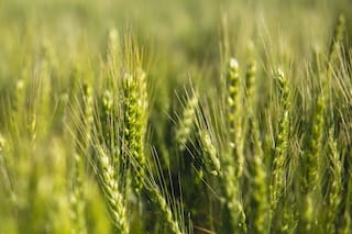 El repunte del trigo se frena, mientras la abundante oferta contrarresta la sequía en EE.UU.