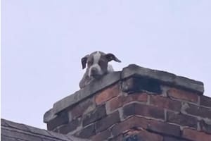 Vieron una cabecita asomar por la chimenea y al descubrir lo que pasaba llamaron a los bomberos