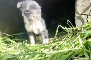 Un cachorro que vivía bajo una casa sorprendió a los rescatistas y pidió ayuda para su madre