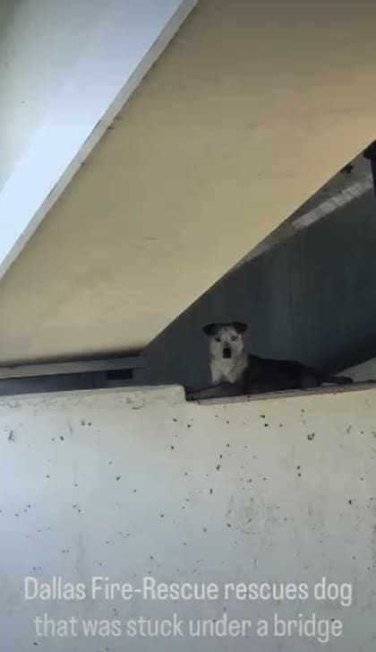 El rescate fue documentado por el Servicio Animal de Dallas (Foto: Captura Instagram/@dallasanimalservices)