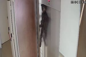 El rescate ocurrió el jueves 16 de octubre alrededor de las 14 en el barrio de Villa Crespo