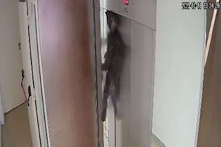 Quién es Leo Blumberg, el músico que salvó a un perro en Villa Crespo