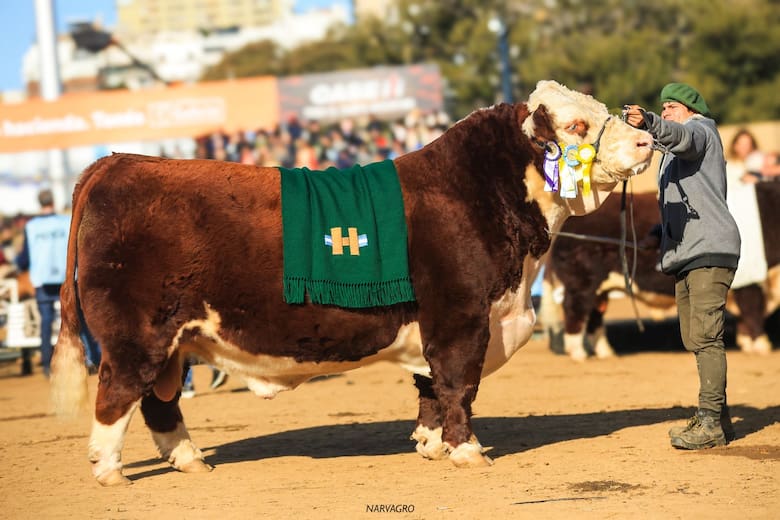 Sacerdote sorprendió en Hereford y Géminis hizo historia en Angus en la Rural de Palermo 2025