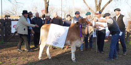 El Reservado Gran Campeón Hembra Brahman de la cabaña La Yunta, de la provincia del Chaco. La presentó Santiago Badaracco