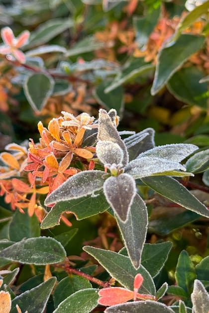 El resultado de las heladas son desgarros y roturas, que a las plantas le son difíciles de componer, generando además un aspecto negruzco y tejidos muertos.