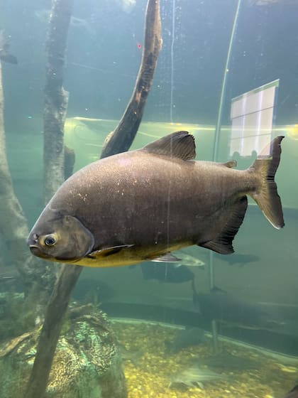 El resultado fue mejor de lo que se estipulaba: los peces se desarrollaron de manera impresionante y descubrieron que el rastrojo del arroz era un buen alimento natural