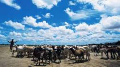 El retiro de la vegetación para acomodar el pastoreo afectó la ecología y redujo al frecuencia de lluvias en la región.