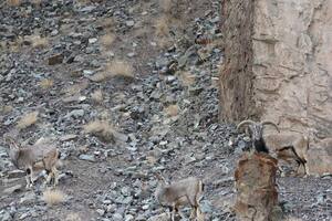 El reto visual volvió a hacerse viral en el último tiempo