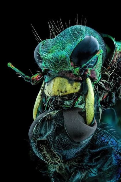 El retrato de una mosca tomando a un escarabajo tigre ganó el puesto 10 en la categoría "los mejores 20" del concurso de fotografía microscópica de Nikon