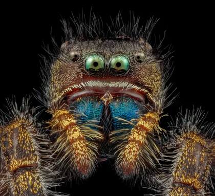 El retrato en primer plano de la araña saltadora ganó un sitio en la categoría "imagen de distinción" en el concurso de fotografía microscópica de Nikon