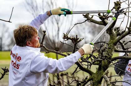 El rey Guillermo pasó gran parte de la jornada dedicándose a podar perales de la granja