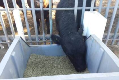 El RFI (Residual Feed Intake) o Consumo Residual Promedio evalúa lo que un animal realmente consumió versus lo que debería haber consumido