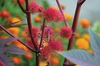 El ambicioso plan por una química “verde”