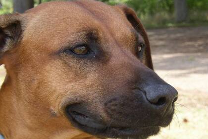 El Ridgeback de Rodesia conserva la ascendencia de un antiguo linaje de perros africanos